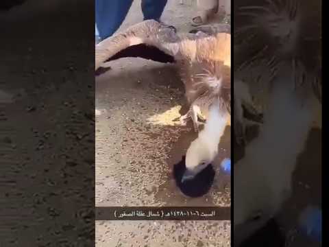 شاهد سعوديون ينقذون نسرًا بعد أن كاد يموت عطشًا