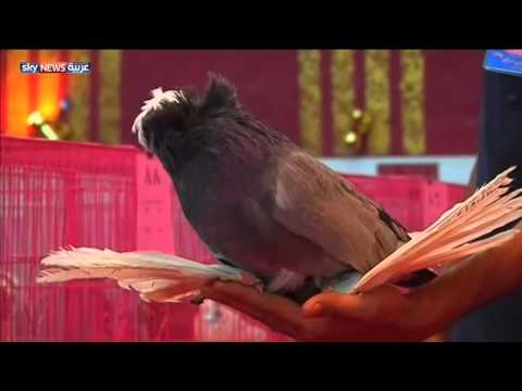 شاهد تنظيم مسابقة لجمال الطيور في البصرة