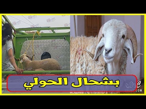 تعرّف على أسعار الأضاحي في المغرب