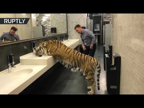 شاهد أنثى نمر تشرب الماء من غرفة استراحة في سيرك موسكو