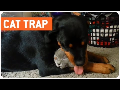 كلب يكسر القيود ويقع في حب قطة شاهد