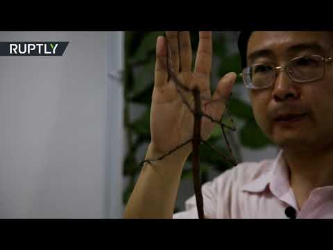 شاهد الكشف عن أكبر حشرة في العالم يبلغ طولها 64 سم