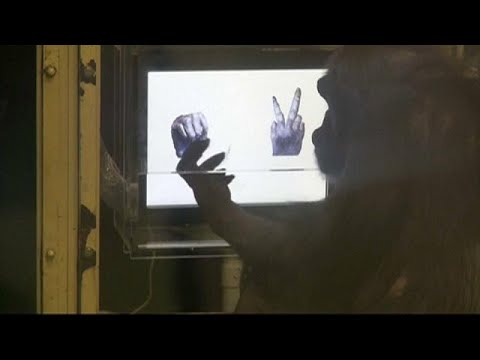 شاهد الشامبنزي قادرعلى فهم قواعد الألعاب