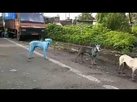 بالفيديو العثور على كلاب زرقاء في شوارع الهند