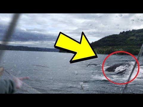 شاهد 7 حيوانات منقرضة  قد لا تزال على قيد الحياه