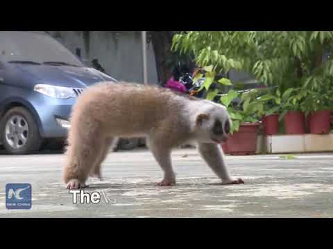 بالفيديو الشرطة تنقذ حيوان لوريس بطيء