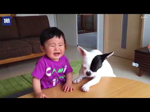 شاهد رد فعل طفل سرق كلب وجبته