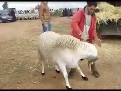 شاهد أكبر كبش تم عرضه في السوق