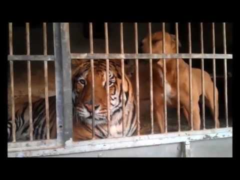 شاهد صداقة غريبة تجمع كلب بيتبول ونمر