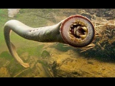 شاهد حيوانات تملك أفواها مرعبة جدًا