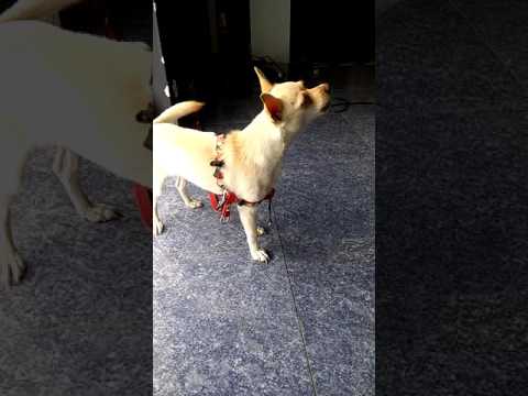 كلب يغني despacito يذيب قلوب مستخدمي الإنترنت