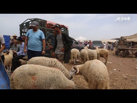 تعرف على أجواء سوق الأكباش في الرباط