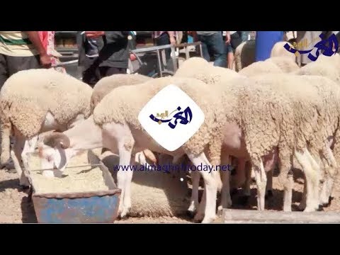 شاهد آراء المواطنين بشأن أسعار الأضاحي في مدينة الدارالبيضاء