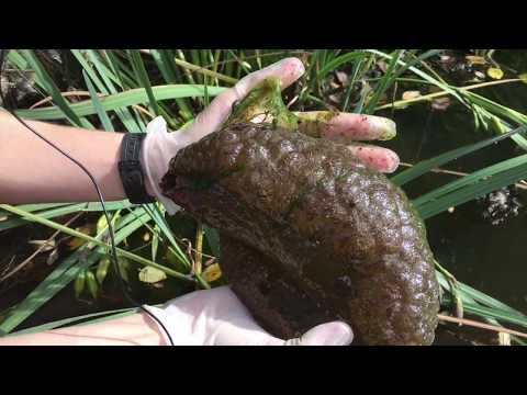 شاهد العثور على مخلوق غريب يشبه المخ البشري