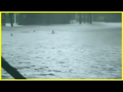 شاهد أسماك القرش الخطيرة تجوب شوارع ميامي وتفزع المارة