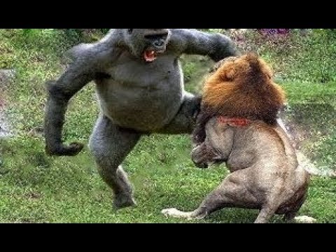 لحظات لا تنسى لأقوى 10 حيوانات  على الأرض