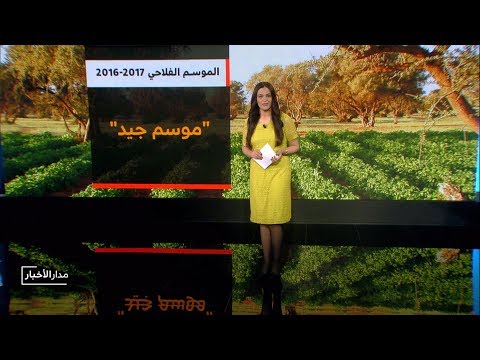 شاهد حصيلة الإنتاج النهائي من الحبوب الرئيسية في المغرب