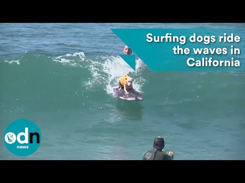 الكلاب تركب الأمواج في كاليفورنيا