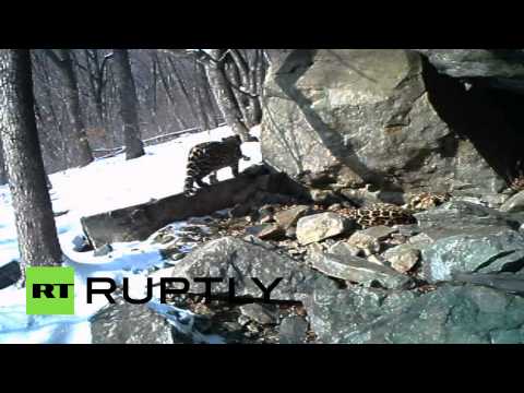 شاهد مقطع يوضّح طقوس تزواج فهدي آمور