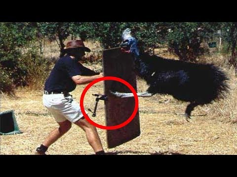 تعرف على الكاسوري أخطر طائر على الأرض