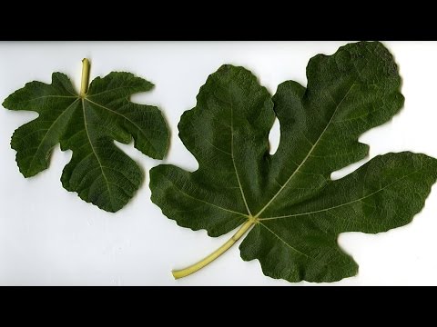 بالفيديو  10 فوائد لورق التين لا يعرفها الكثيرون