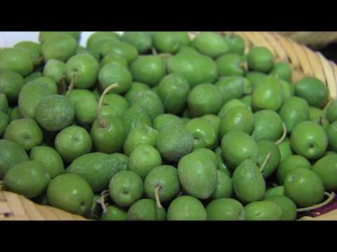 شاهد نتاج الزيتون في الموسم الزراعي الحالي في مراكش آسفي ‎