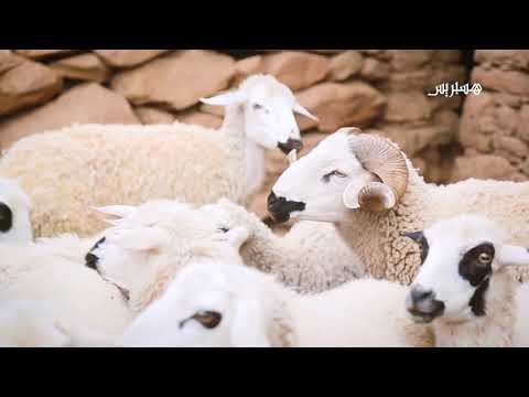 سكان الأطلس الكبير مهددون بالعطش