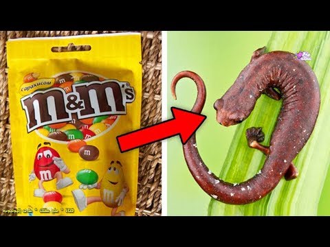 شاهد 10 أطعمة لن تتناولها مجدداً عندما تعلم من أي شيء صنعت