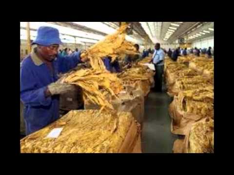 شاهد المراحل التي يمر بها تصنيع التبغ الدخان