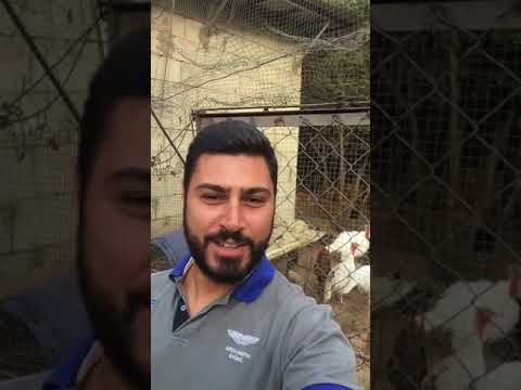 شاب يزعم قدرته على مجادلة الديوك الرومي