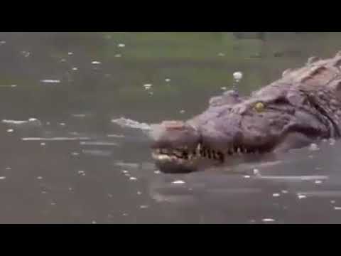 تمساح يقتلع الفك السفلي للبوة