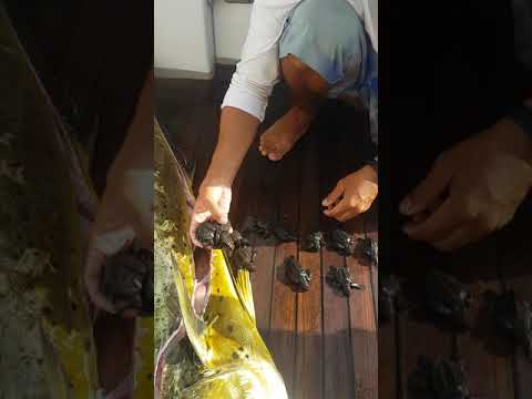 شاهد العثور على جثة غريبة مشوهة ومدفونة بالثلج في سيبريا