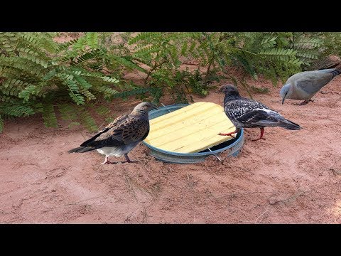 شاهد أقوى مصيدة للطيور على الإطلاق