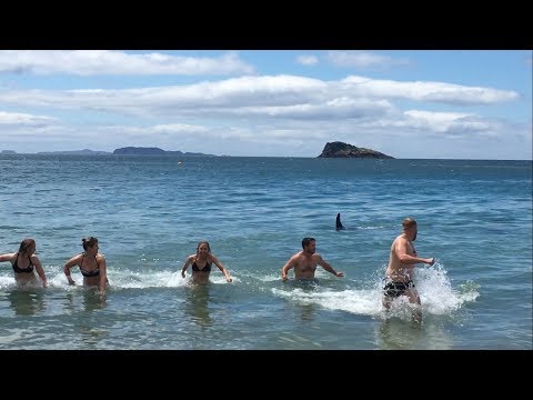 سمكة قرش تطارد رواد أحد الشواطئ في نيوزيلندا