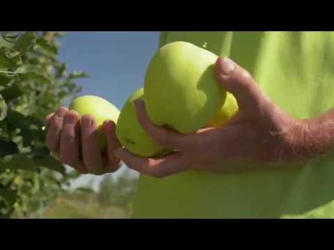 أول فاكهة تفاح مقاومة للاسمرار بعد تقطيعها