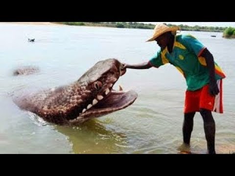 شاهد أكثر 5 حيوانات إثارة للرعب في غابات الأمازون