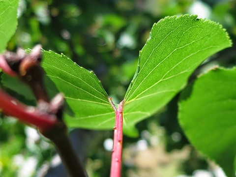 شاهد البث المباشر لمباراة  أولمبيك آسفي و الرجاء الرياضي