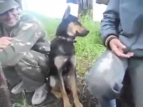 كلب يرفض الاستسلام فى المعركة