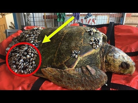 صيادون يتفاجؤون بسلحفاه طافية على سطح الماء