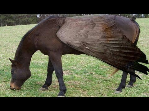 10 خيول هجينه لن يصدق أيّ أحد بأنها موجودة