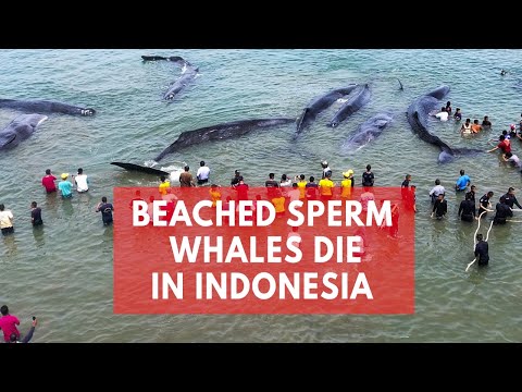 إنقاذ 6 من حيتان العنبر ونفوق 4 على أحد شواطئ إندونيسيا