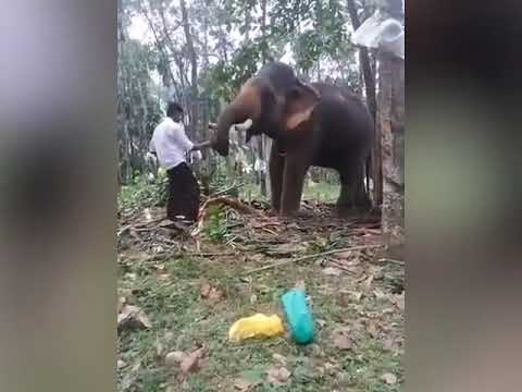 فيل ضخم ينتقم من رجل حاول تقبيله