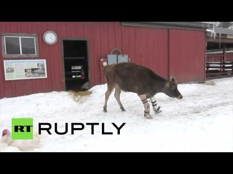 شاهد البقرة فاون تختبر أطرافها الصناعية الجديدة