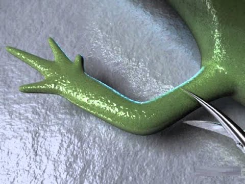 7 حيوانات لديهم قوى خارقة