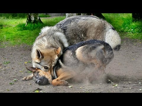 أكثر 10 سلالات الكلاب تشبه الذئاب كثيرا