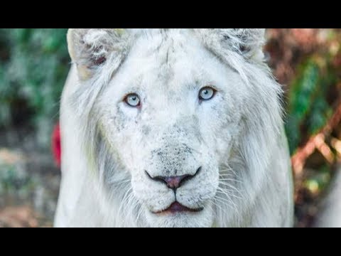 شاهد أسد أبيض نادر في حديقة الحيوانات في الرباط للمرة الأولى