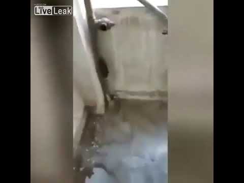 بالفيديو  فأر يقفز من مبنى شديد الارتفاع