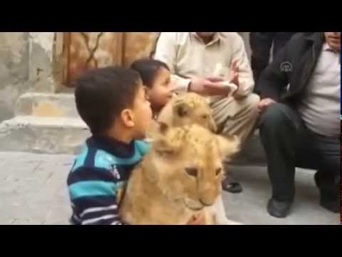فلسطيني يُربي شبلي أسد في منزله برفح جنوب قطاع غزة