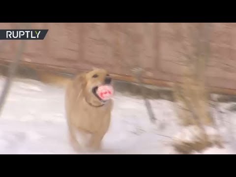 كلاب روسية تساعد الجيش السوري