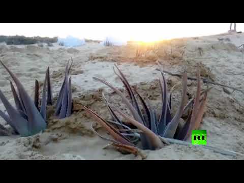 شاهد مقطع مصوّر يُظهر مقابر ضحايا مذبحة الروضة في العريش